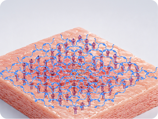 Silk peptides reorganizing surface proteins and lipids